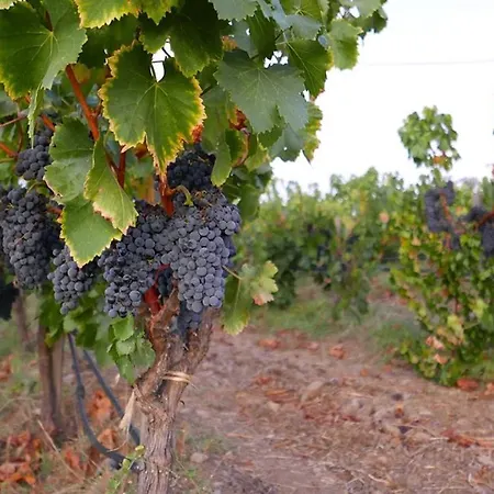 In Vigna * Arzachena